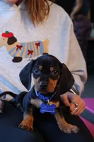 Leroy, a male Miniature Dachshund for sale in Winston-Salem, NC – Photo 1 of 2