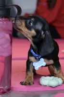 Leroy, a male Miniature Dachshund for sale in Winston-Salem, NC – Photo 2 of 2