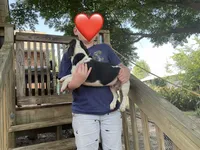 Mr. Jenkins, a male Miniature Dachshund for sale in Winston-Salem, NC – 2 of 8