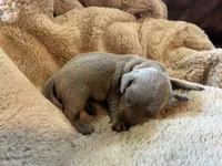 Lucy, a female Miniature Dachshund for sale in Winston-Salem, NC – Photo 3 of 3