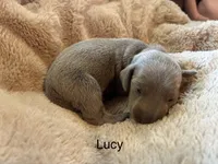 Lucy, a female Miniature Dachshund for sale in Winston-Salem, NC – Photo 1 of 3