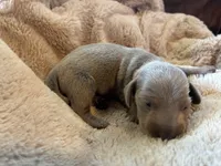 Lucy, a female Miniature Dachshund for sale in Winston-Salem, NC – Photo 2 of 3