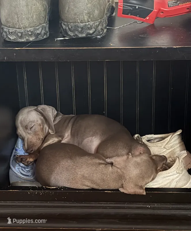 Lucy – Miniature Dachshund puppy for sale in Winston-Salem, NC