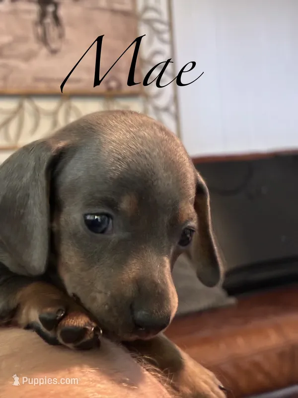 Mae  – Miniature Dachshund puppy for sale in Winston-Salem, NC