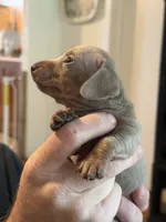 Rickey, a male Miniature Dachshund for sale in Winston-Salem, NC – 4 of 4