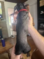 Thelma, a male Miniature Dachshund for sale in Winston-Salem, NC – 4 of 5