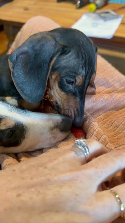 Thelma, a male Miniature Dachshund for sale in Winston-Salem, NC – 5 of 5