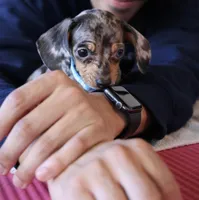 Orville , a  Miniature Dachshund for sale in Winston-Salem, NC – Photo 4 of 5