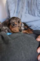 Orville , a  Miniature Dachshund for sale in Winston-Salem, NC – Photo 3 of 5