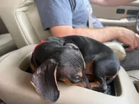 Thelma, a male Miniature Dachshund for sale in Winston-Salem, NC – 3 of 5