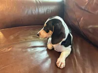 Mr. Jenkins, a male Miniature Dachshund for sale in Winston-Salem, NC – 2 of 6