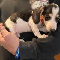 Mr. Jenkins, a  Miniature Dachshund for sale in Winston-Salem, NC – Photo 1 of 2