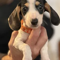 Mr. Jenkins, a  Miniature Dachshund for sale in Winston-Salem, NC – Photo 2 of 2