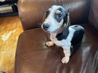 Mr. Jenkins, a male Miniature Dachshund for sale in Winston-Salem, NC – 6 of 6