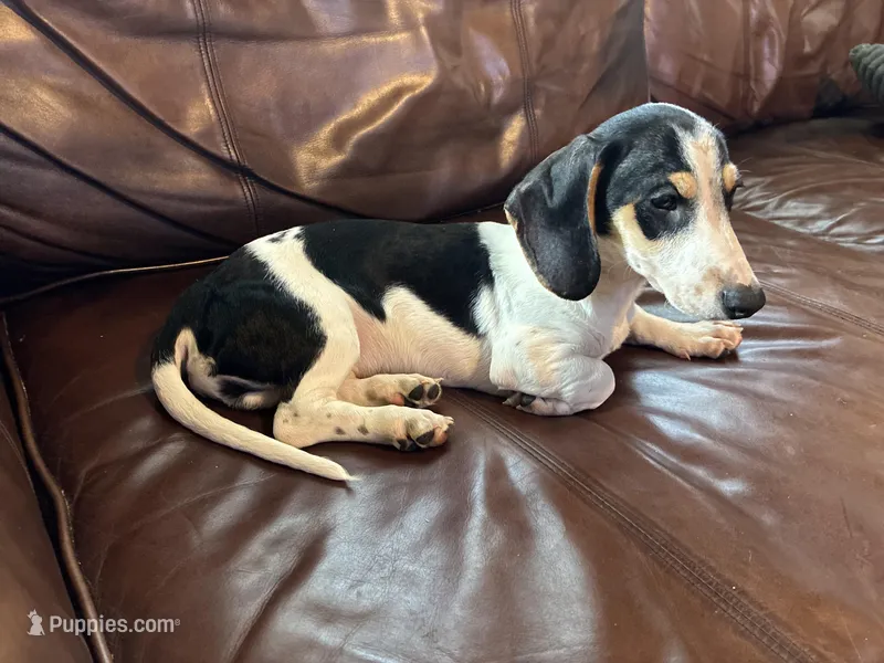 Mr. Jenkins – Miniature Dachshund puppy for sale in Winston-Salem, NC