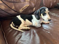 Mr. Jenkins, a male Miniature Dachshund for sale in Winston-Salem, NC – 1 of 6