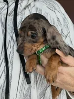 Wilber, a male Miniature Dachshund for sale in Winston-Salem, NC – Photo 2 of 2