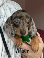 Wilber, a male Miniature Dachshund for sale in Winston-Salem, NC – Photo 1 of 2