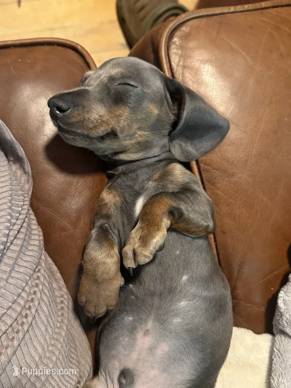 Tommy “TwoToes” Capone – Miniature Dachshund puppy for sale in Winston-Salem, NC