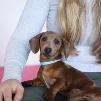 Bob, purple 8-15, a male Miniature Dachshund for sale in Winston-Salem, NC – Photo 1 of 6