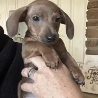 Bob, purple 8-15, a male Miniature Dachshund for sale in Winston-Salem, NC – Photo 4 of 6