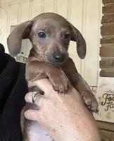 Bob, purple 8-15, a male Miniature Dachshund for sale in Winston-Salem, NC – Photo 4 of 6