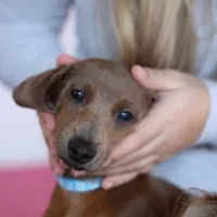 Bob, purple 8-15, a male Miniature Dachshund for sale in Winston-Salem, NC – Photo 2 of 6