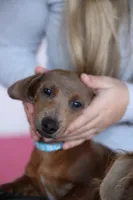 Bob, purple 8-15, a male Miniature Dachshund for sale in Winston-Salem, NC – Photo 2 of 6
