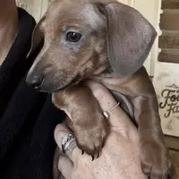 Bob, purple 8-15, a male Miniature Dachshund for sale in Winston-Salem, NC – Photo 3 of 6