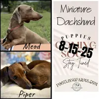 Bob, purple 8-15, a male Miniature Dachshund for sale in Winston-Salem, NC – Photo 6 of 6
