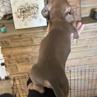 Bob, purple 8-15, a male Miniature Dachshund for sale in Winston-Salem, NC – Photo 5 of 6