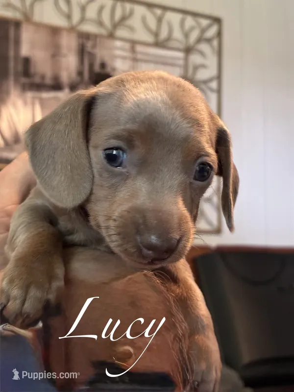 Lucy – Miniature Dachshund puppy for sale in Winston-Salem, NC