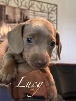 Lucy, a female Miniature Dachshund for sale in Winston-Salem, NC – 1 of 4