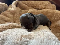 Mae , a female Miniature Dachshund for sale in Winston-Salem, NC – Photo 3 of 3