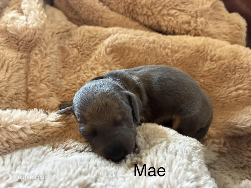 Mae  – Miniature Dachshund puppy for sale in Winston-Salem, NC