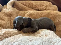 Mae , a female Miniature Dachshund for sale in Winston-Salem, NC – Photo 2 of 3