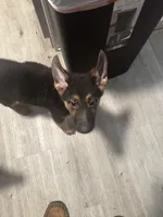 Augustus, a male German Shepherd Dog for sale in Trumann, AR – 2 of 2
