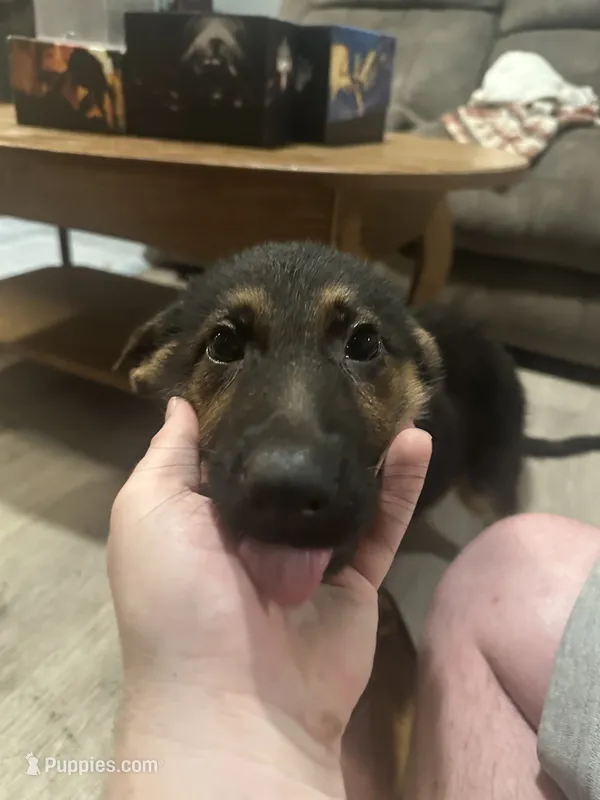 Augustus – German Shepherd Dog puppy for sale in Trumann, AR