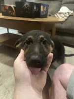 Augustus, a male German Shepherd Dog for sale in Trumann, AR – 1 of 2
