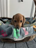 Flynn, a male Dachshund for sale in Grand Rapids, MI – 2 of 7