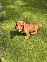 Flynn, a male Dachshund for sale in Grand Rapids, MI – 10 of 10