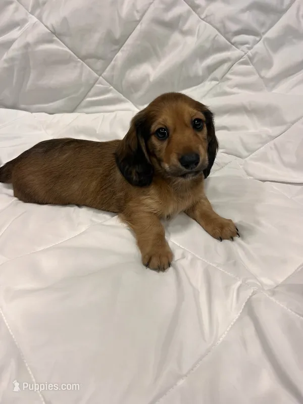 Copper  – Dachshund puppy for sale in Grand Rapids, MI