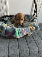 Flynn, a male Dachshund for sale in Grand Rapids, MI – 6 of 7