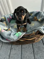 Nutella, a female Dachshund for sale in Grand Rapids, MI – 5 of 6