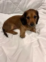 Copper , a male Dachshund for sale in Grand Rapids, MI – 4 of 4