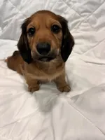 Copper , a male Dachshund for sale in Grand Rapids, MI – 3 of 4
