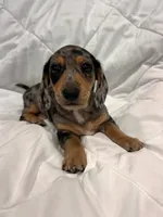 Granite , a male Dachshund for sale in Grand Rapids, MI – 5 of 6
