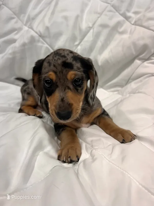 Granite  – Dachshund puppy for sale in Grand Rapids, MI