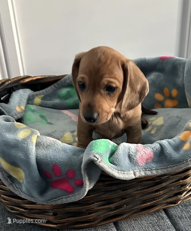 Flynn – Dachshund puppy for sale in Grand Rapids, MI