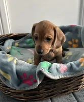 Flynn, a male Dachshund for sale in Grand Rapids, MI – 1 of 7